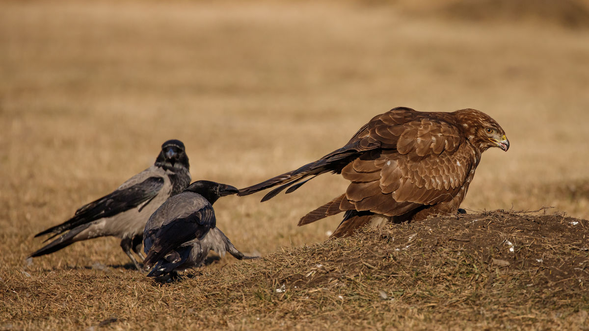 Gyenti-Kálvin Kinga