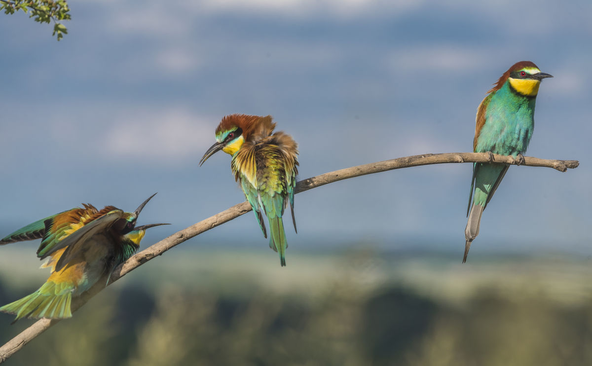 Kontár Csaba Attila