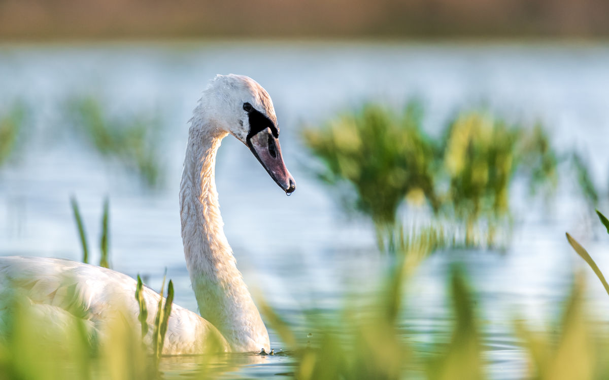 Benke Péter Valentin