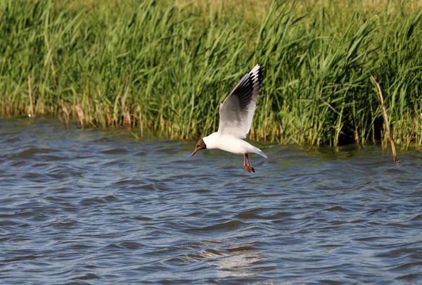 Lecsapás előtti pillanat