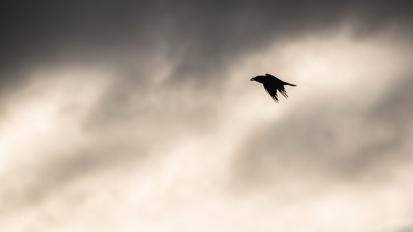 A holló röpte