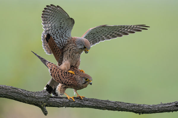 Vörös vércse nász