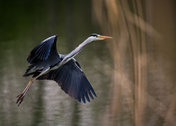 Szigonycsőr érkezése
