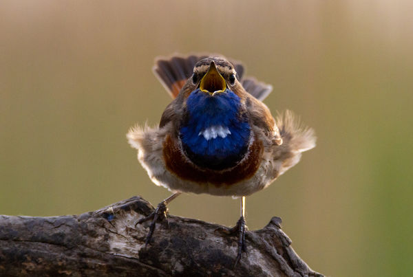 Szerelem van a levegőben