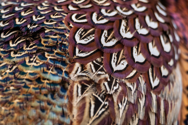 Vajon milyen madár vagyok?