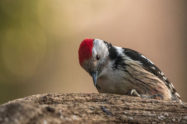 Üsd a fát, amíg meleg