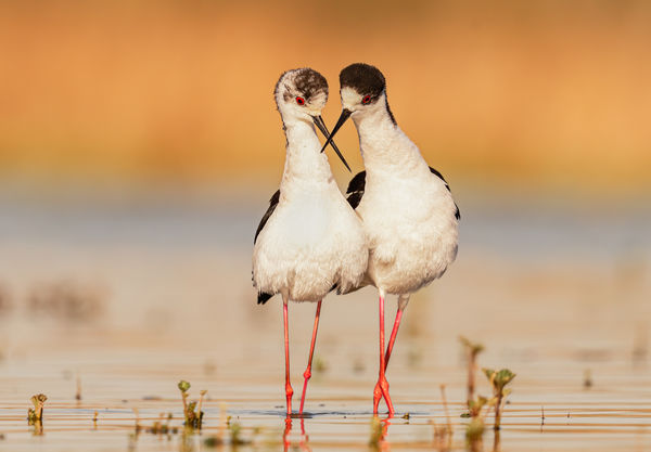 A szerelmes pár a tó partján andalog.