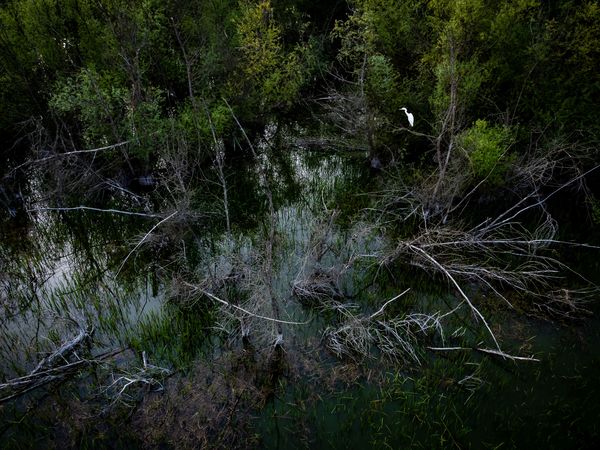 Kócsag a mocsárban