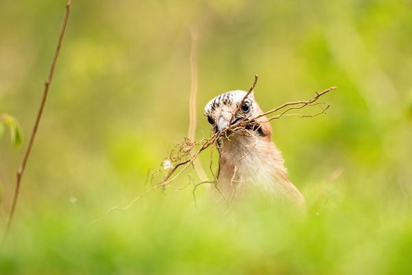 Fészekanyag gyűjtés