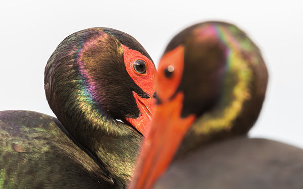 Egy szív, két lélek