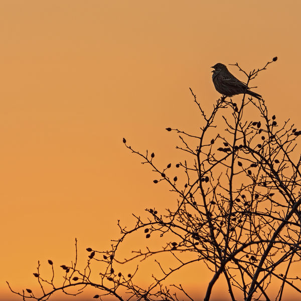 Sárgán-feketén-tavasz