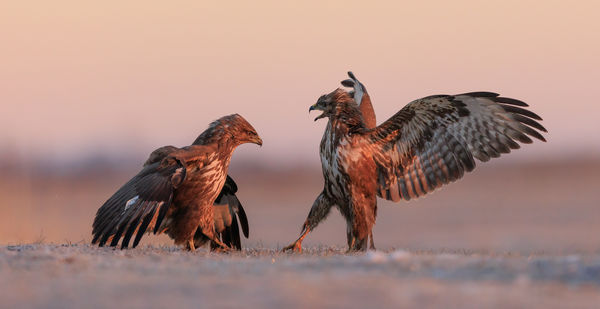 Hajts térdet előttem!