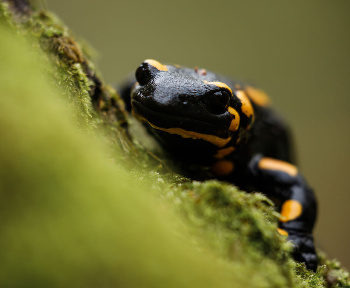 Gyenti-Kálvin Kinga