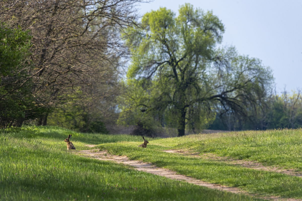 Kontár Csaba Attila