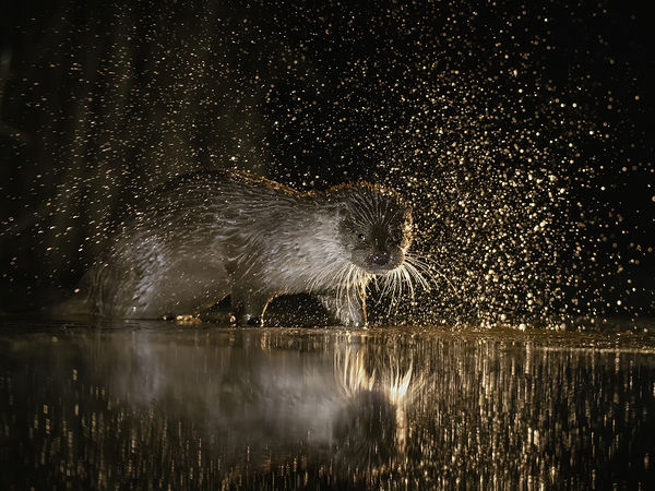 Vidra az éjszakában