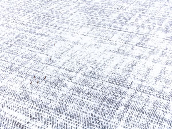 Őzek az asztalterítőn