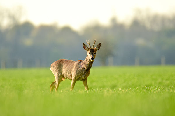 Valami ott nekem gyanús