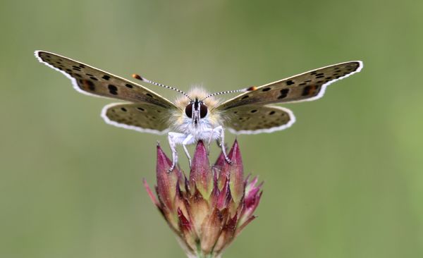 Szemtől szemben egy barna tűzlepkével
