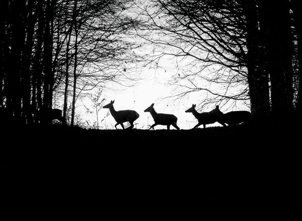 Vágtató sziluettek