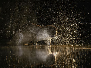 Vidra az éjszakában