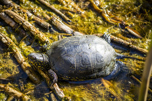 Teknős napozás Teknős napozás