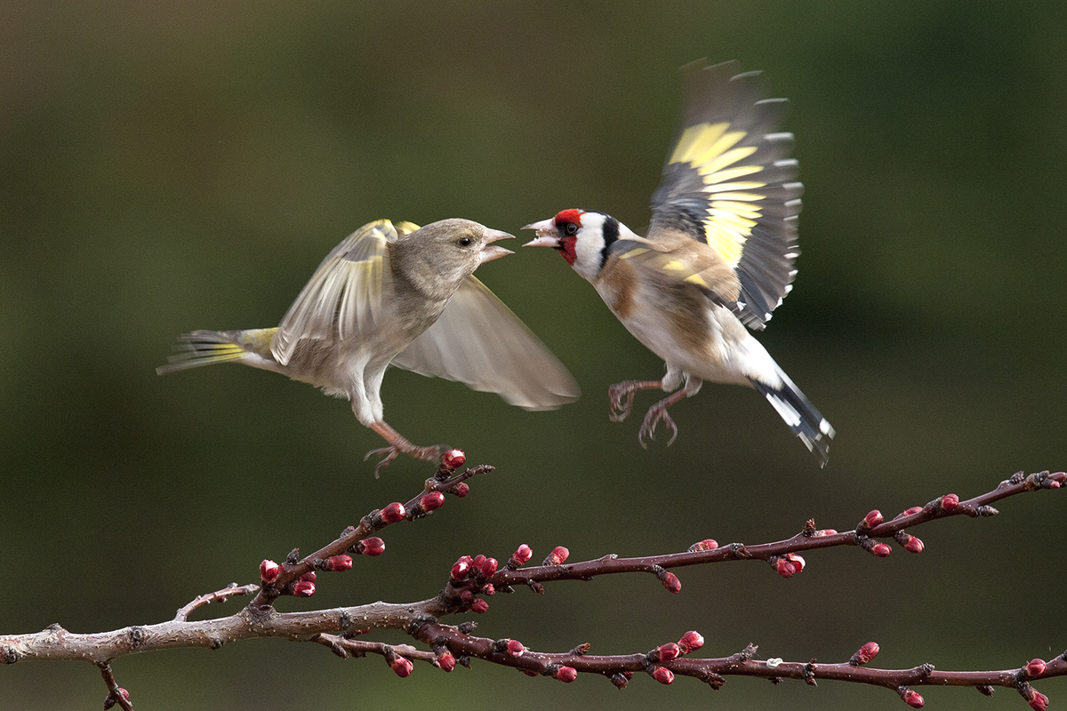 Bernáth Sándor dr. 