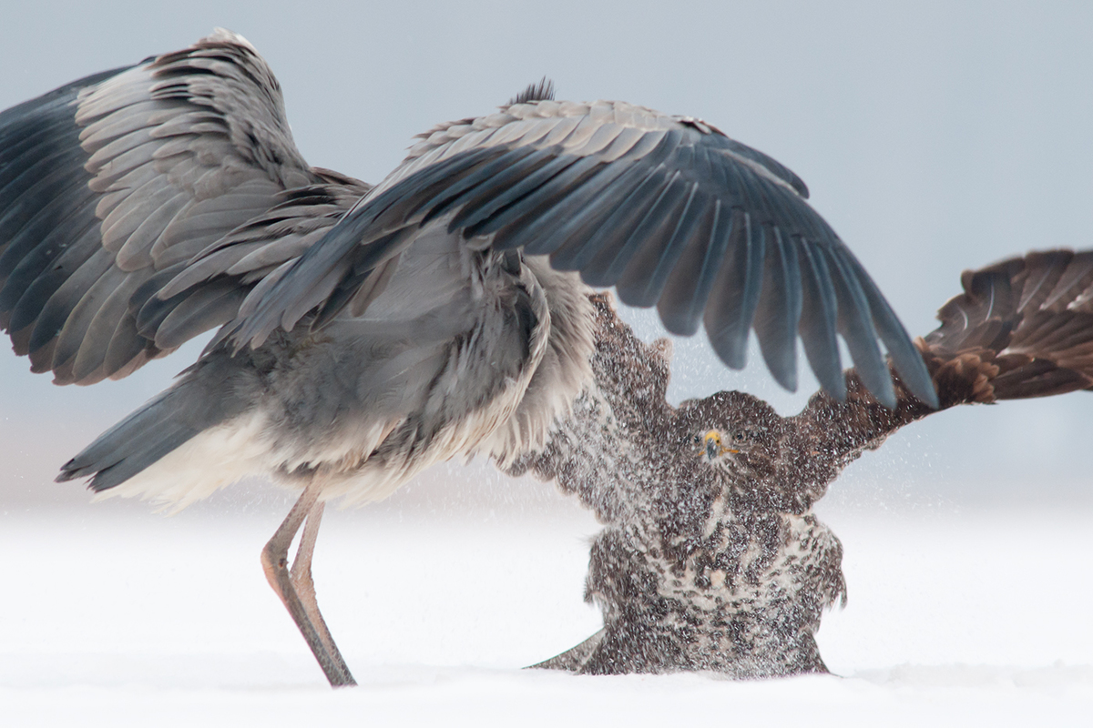 Ribényi Csaba Alfonz
