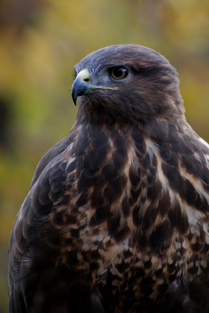 Laczkó-Magyar György