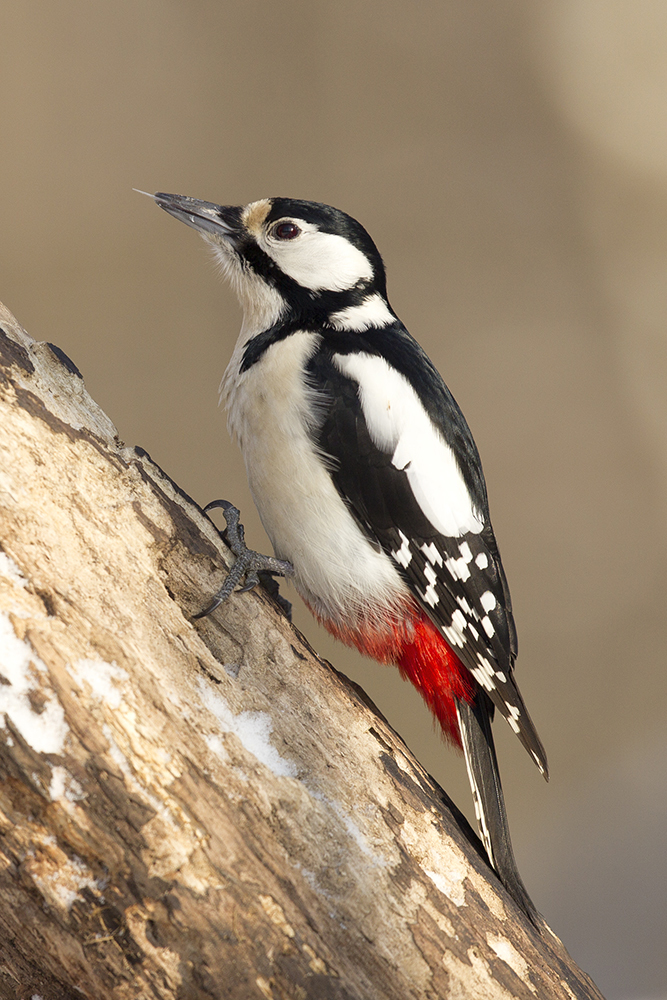 Bernáth Sándor dr. 