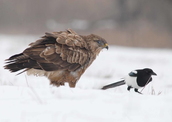 Egerészölyv árnyékában