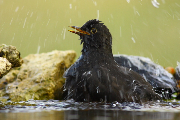 Jaj úgy élvezem én a strandot...