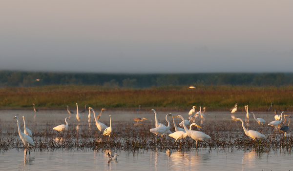 Köd előttünk, köd fölöttünk...
