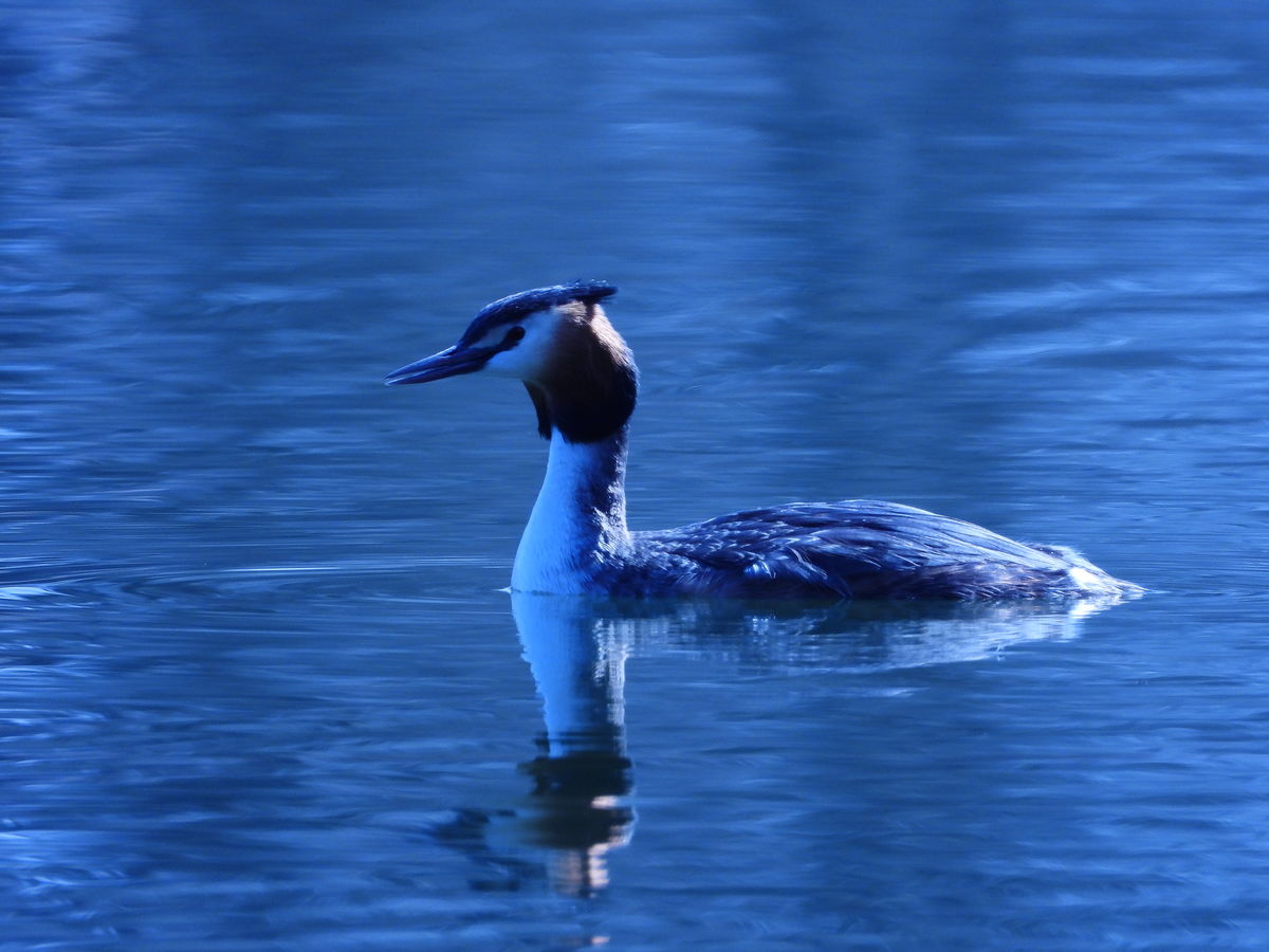 Kónya Máté Bertalan