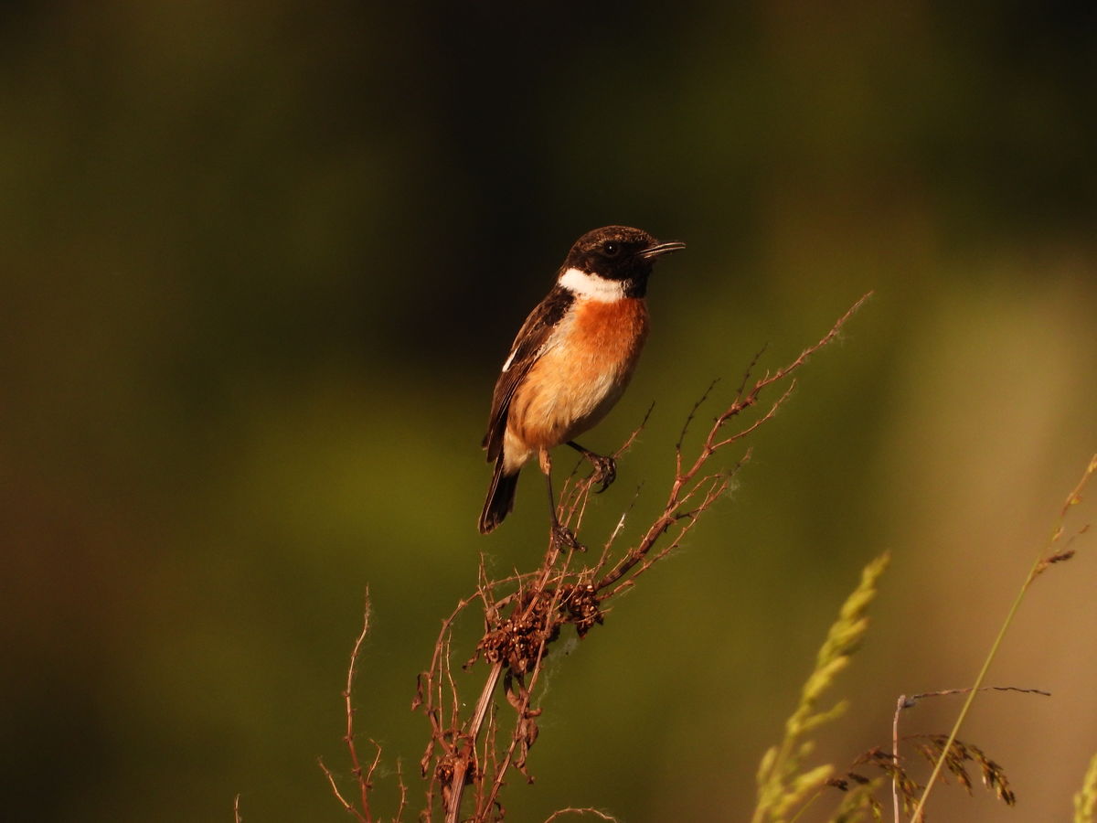 Kónya Máté Bertalan