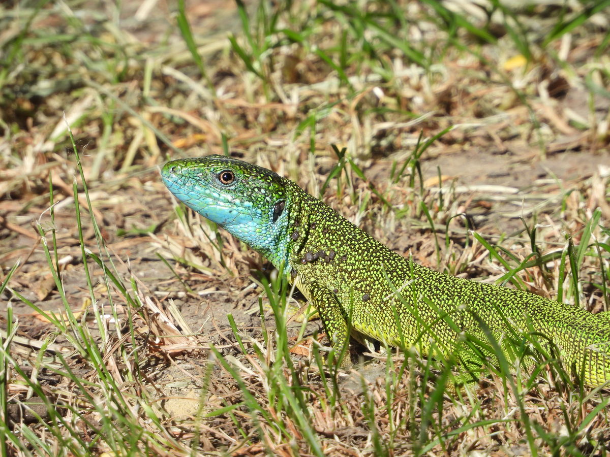 Kónya Máté Bertalan