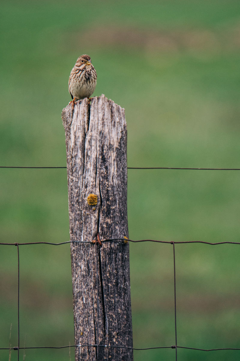 Gémné Kovács Anita