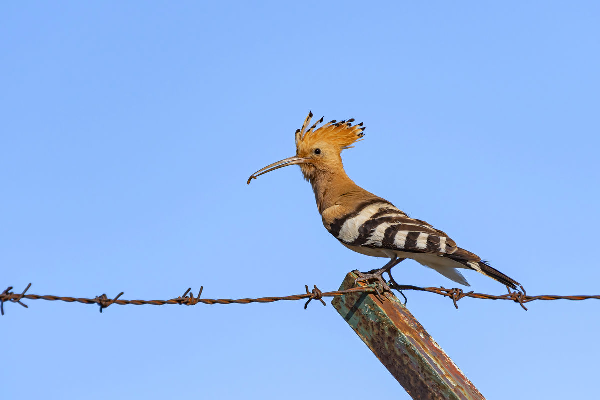 Gaál Zoltán Péter