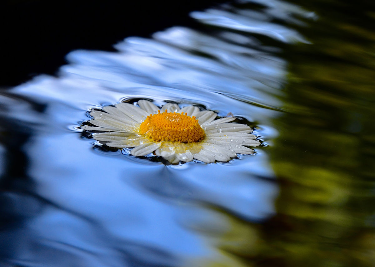 Presztolánszky Ágnes