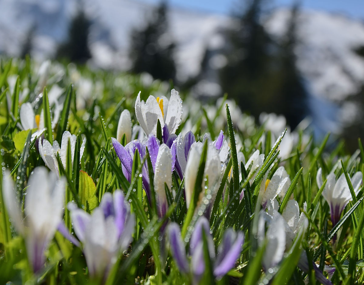 Presztolánszky Ágnes
