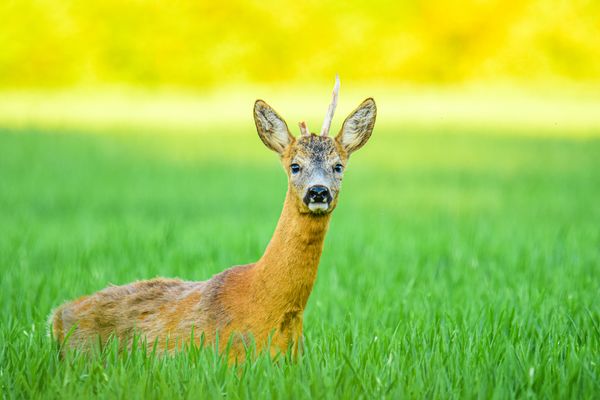 Törött gyilkos agancsú..