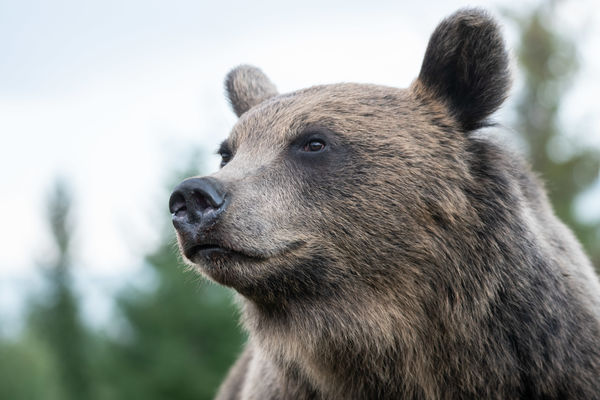 Székely erdők királya