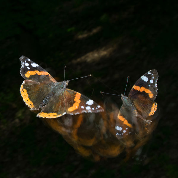 Admirális lepkék légi csatája