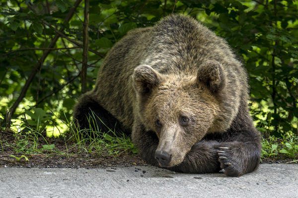 A szelíden pislogó