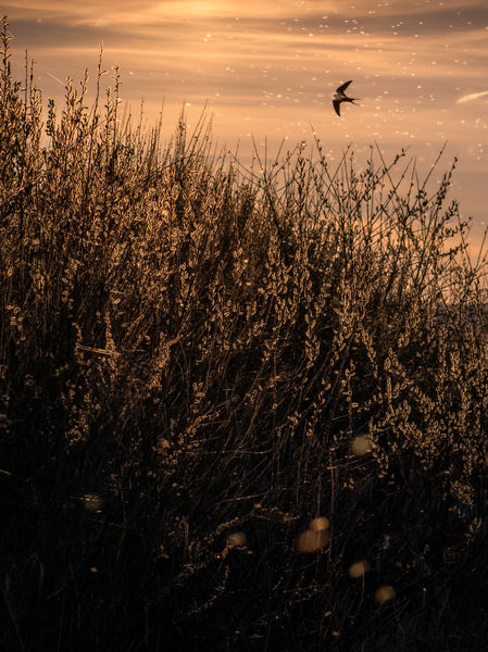 Fecske az Édenkertben