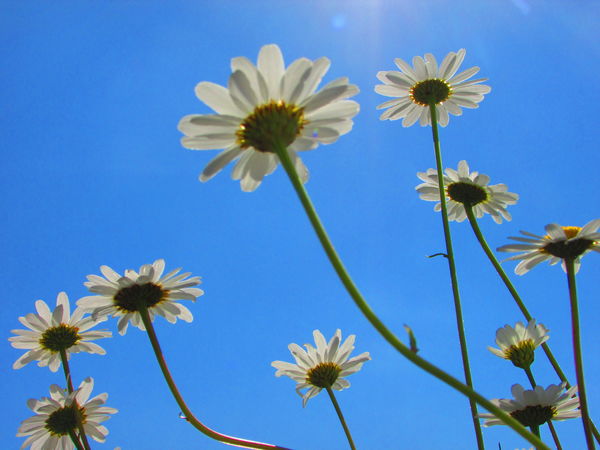 Kék ég margarétákkal