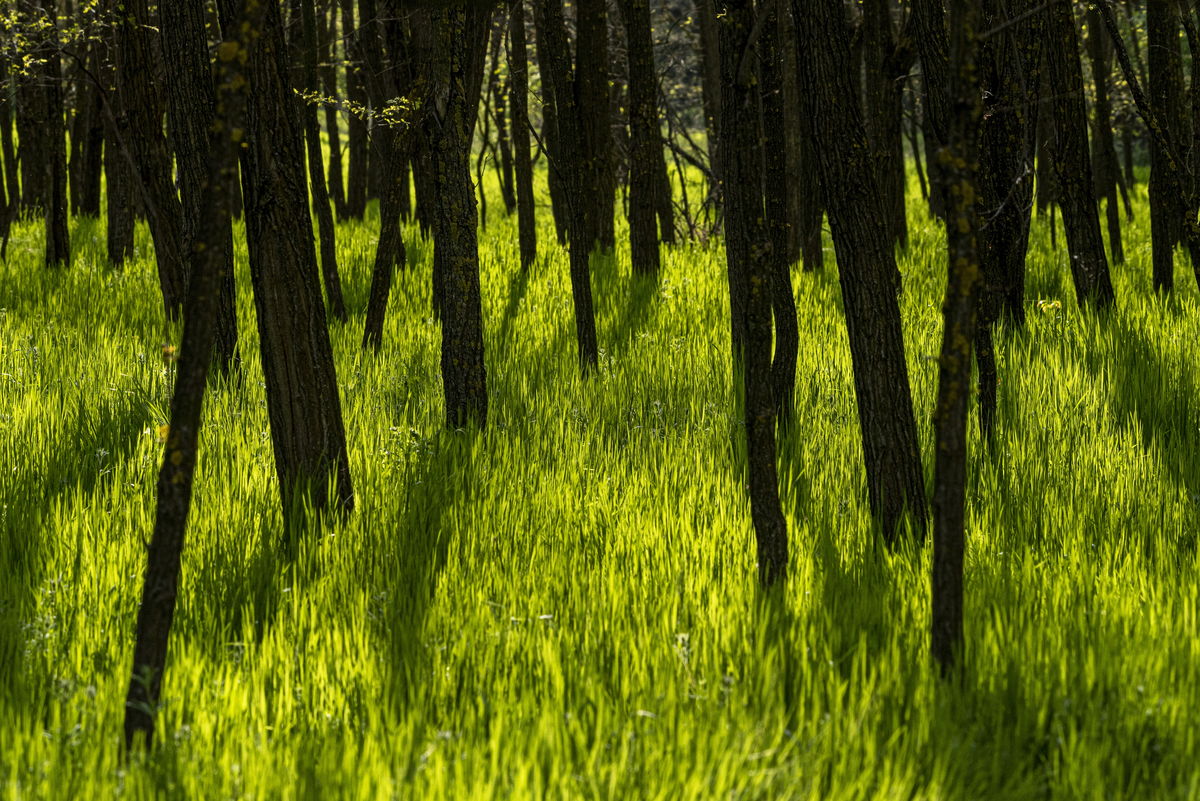 Kontár Csaba Attila