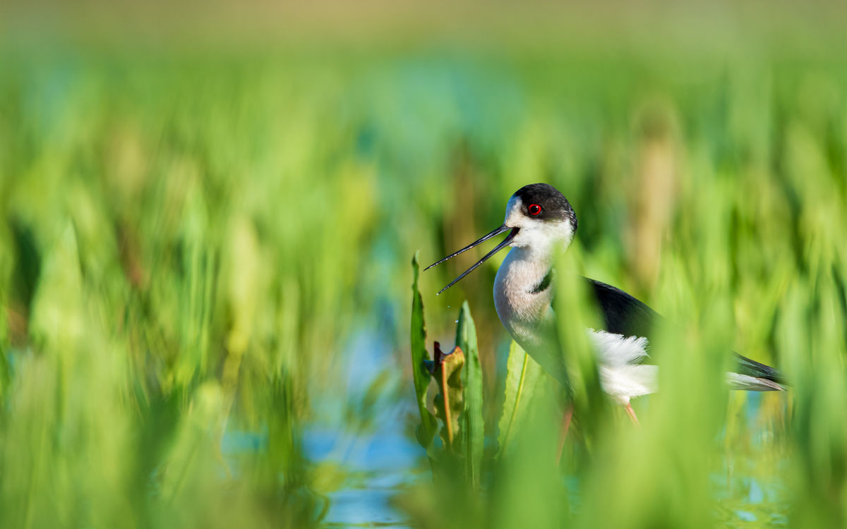 Benke Péter Valentin