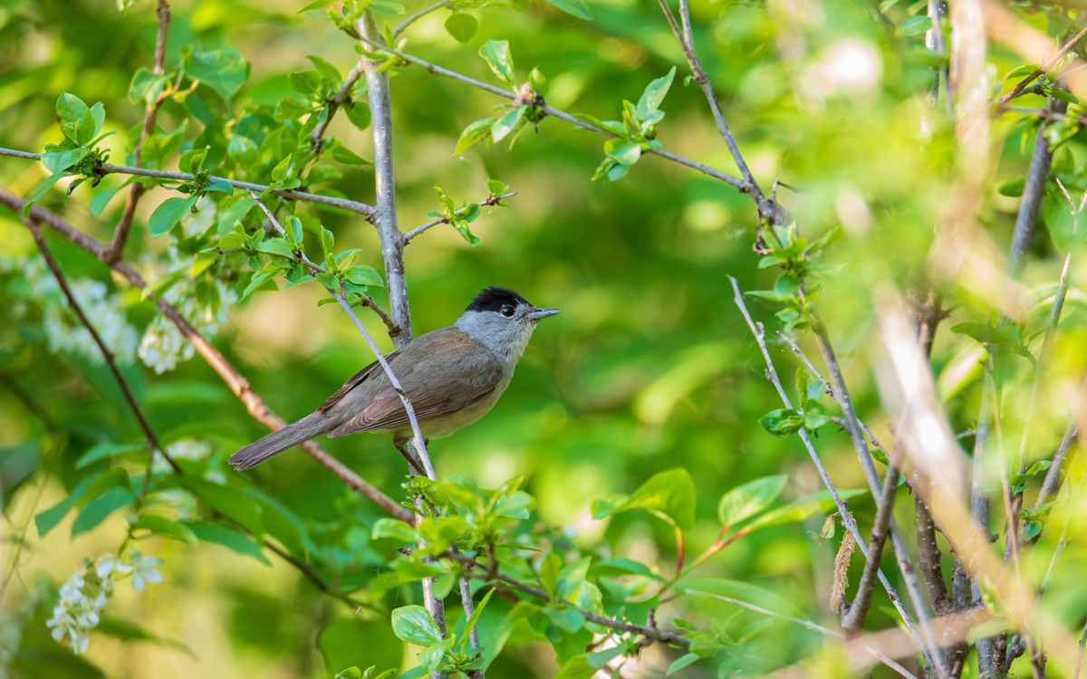 Benke Péter Valentin