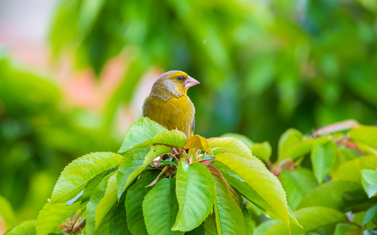 Benke Péter Valentin
