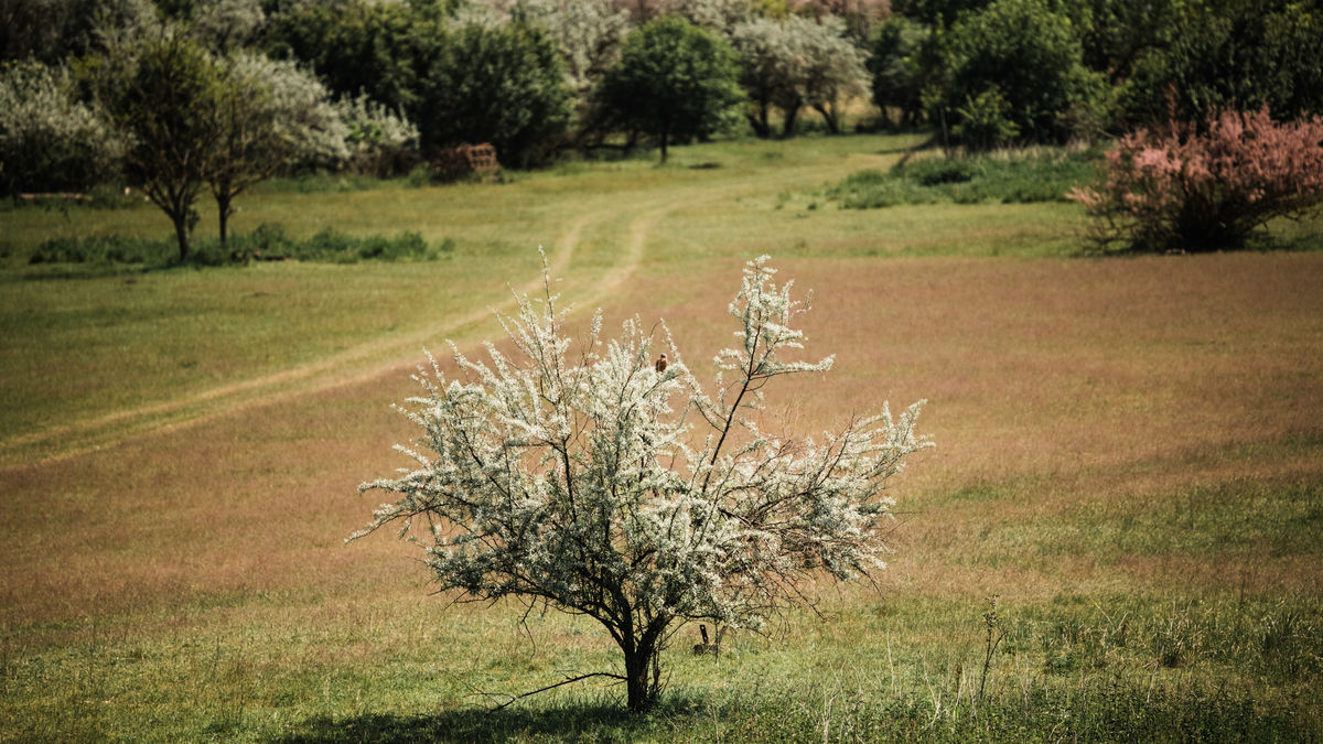 Gémné Kovács Anita